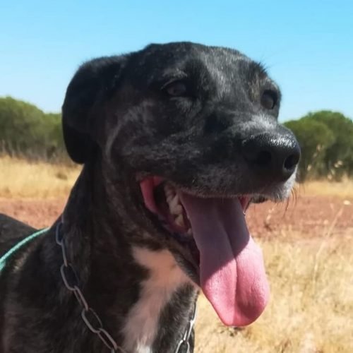 Amaro