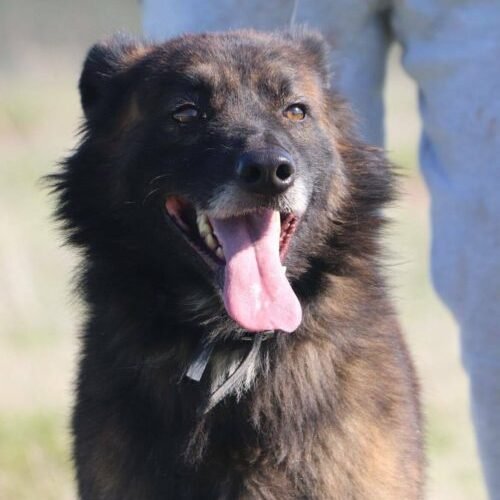 Dingo