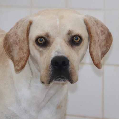 Frederico