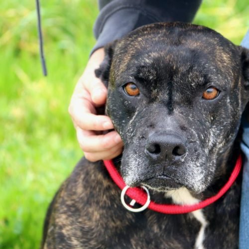 Foto van hond Noa die geaaid wordt