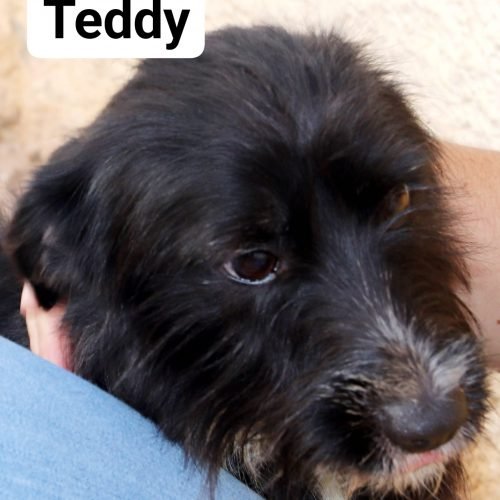 Teddy