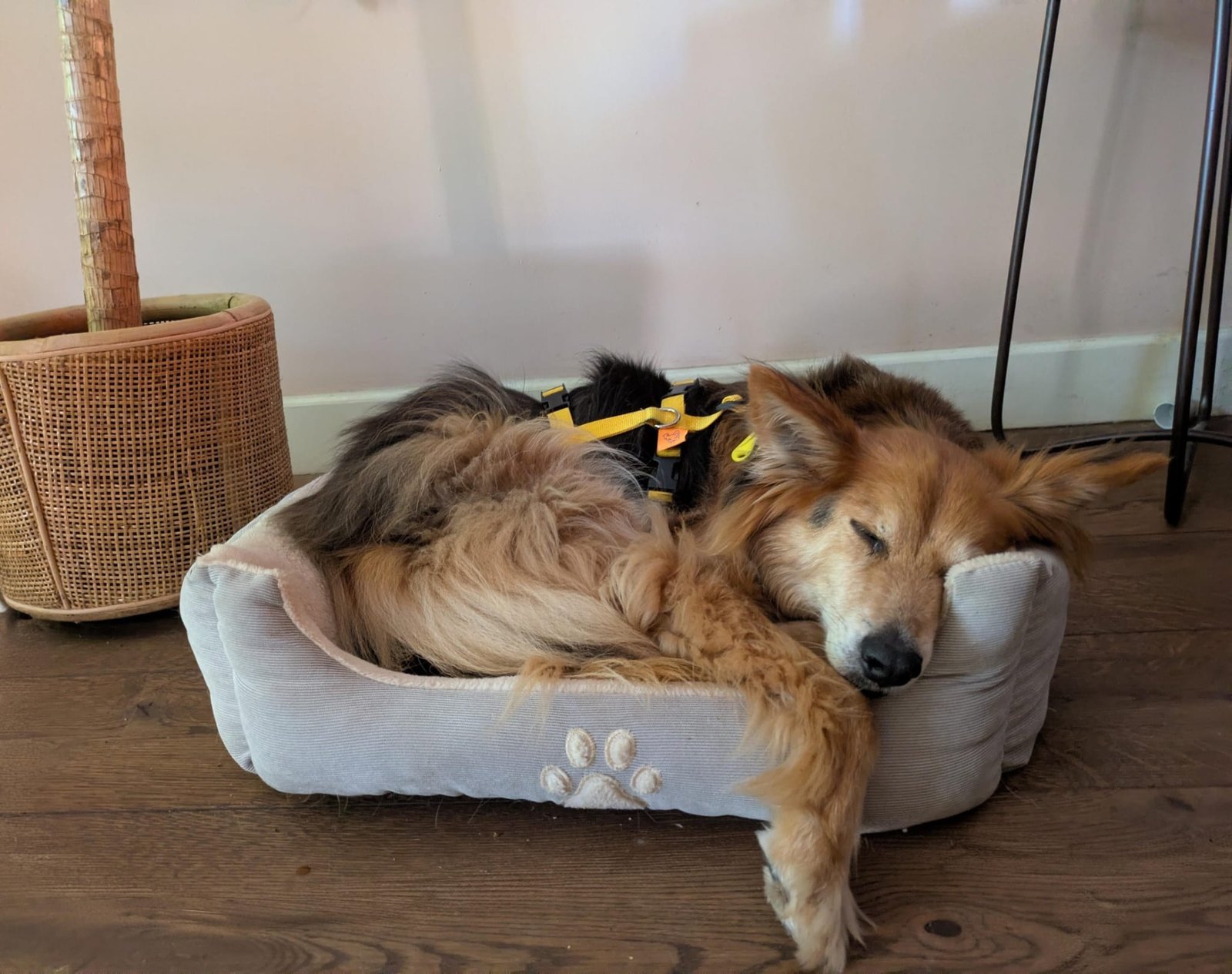 Ronja - Image 2