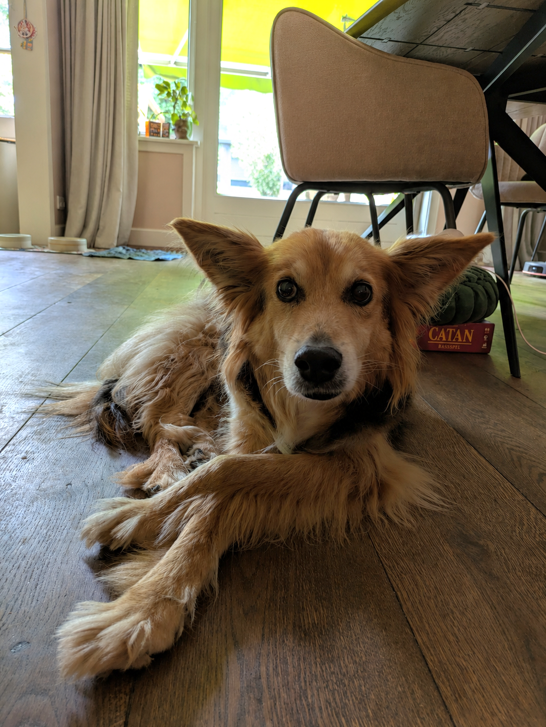 Ronja