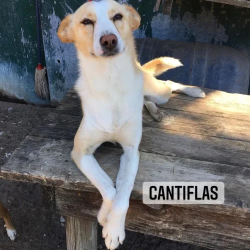 Cantiflas
