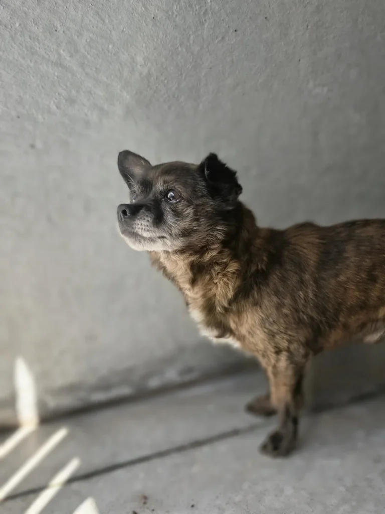 Paco 1