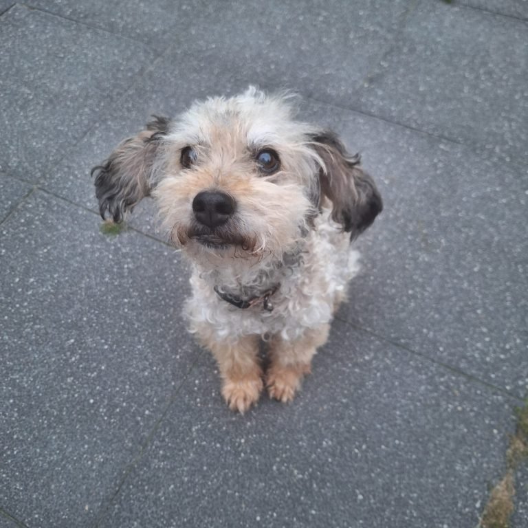 bobson 2