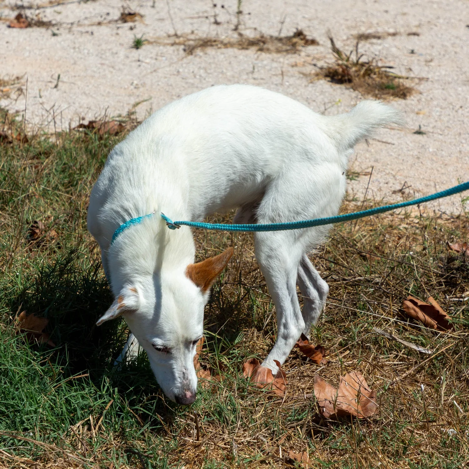 Henry - Image 2