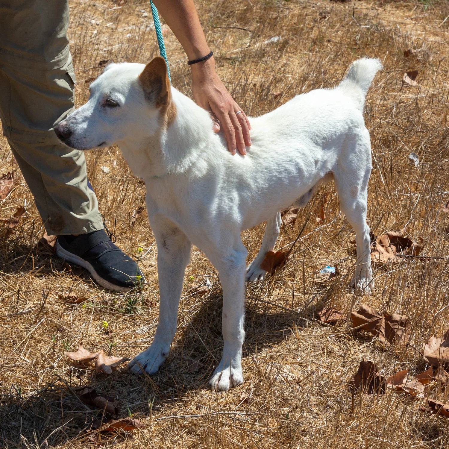 Henry - Image 5