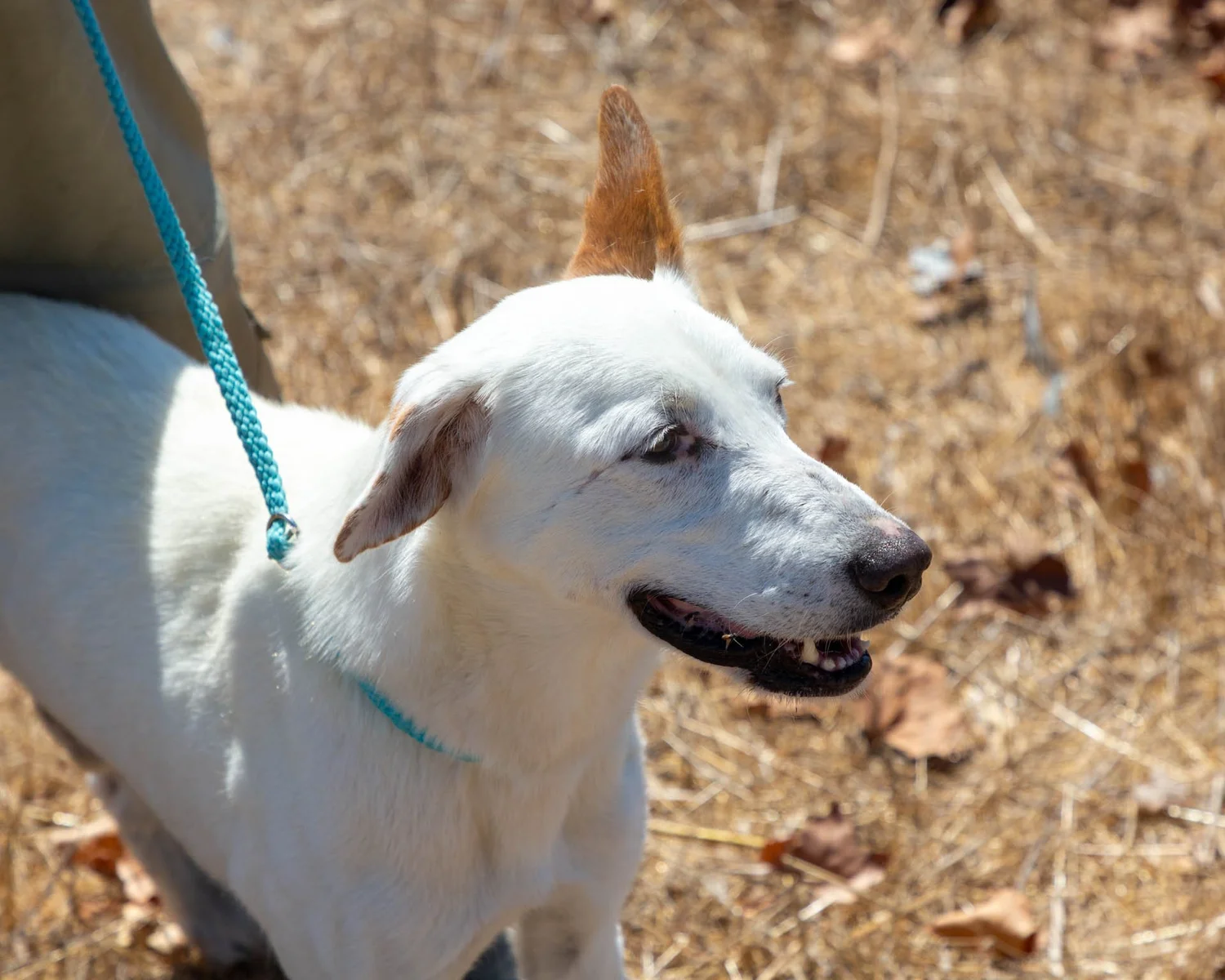 Henry - Image 6