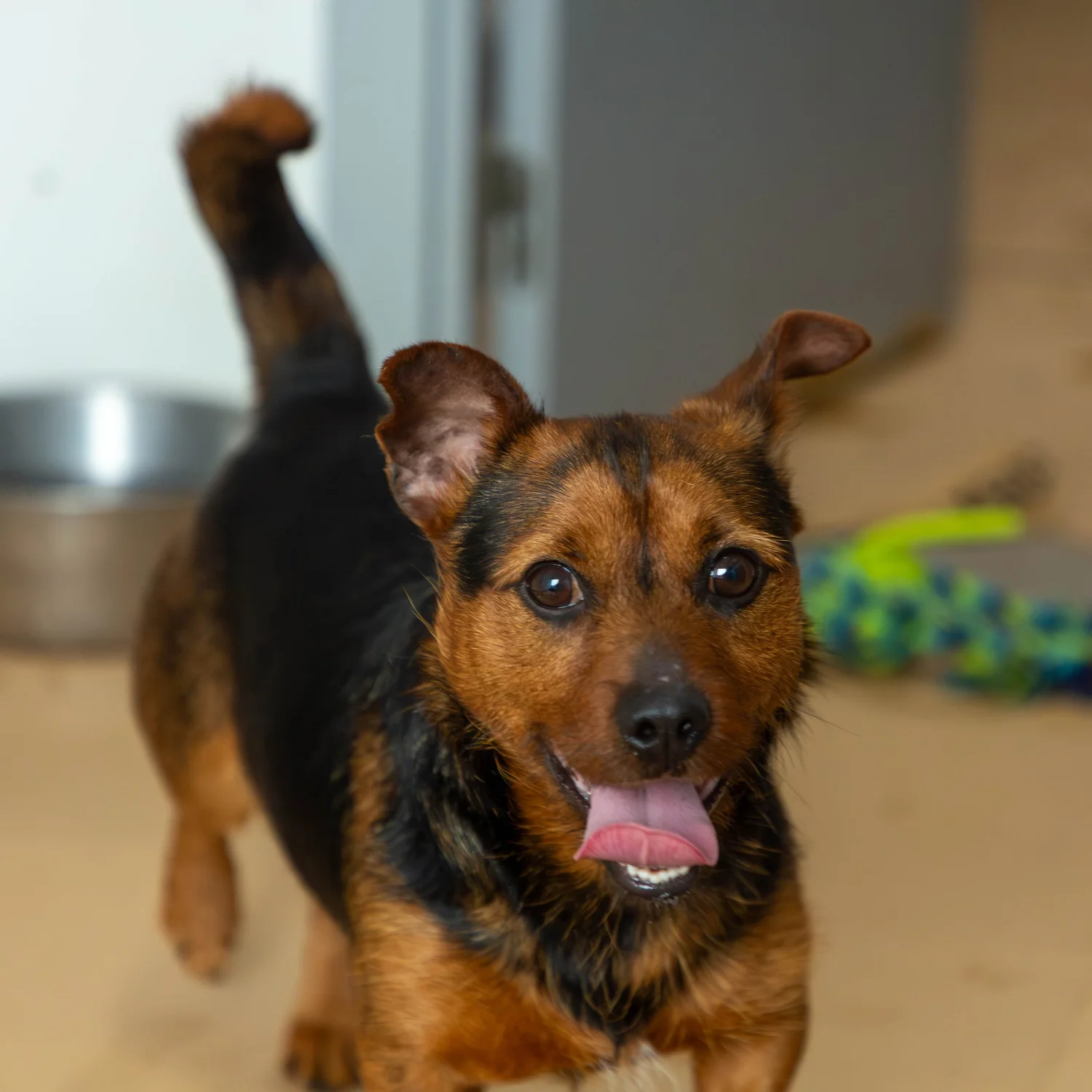 Pipo - Image 4