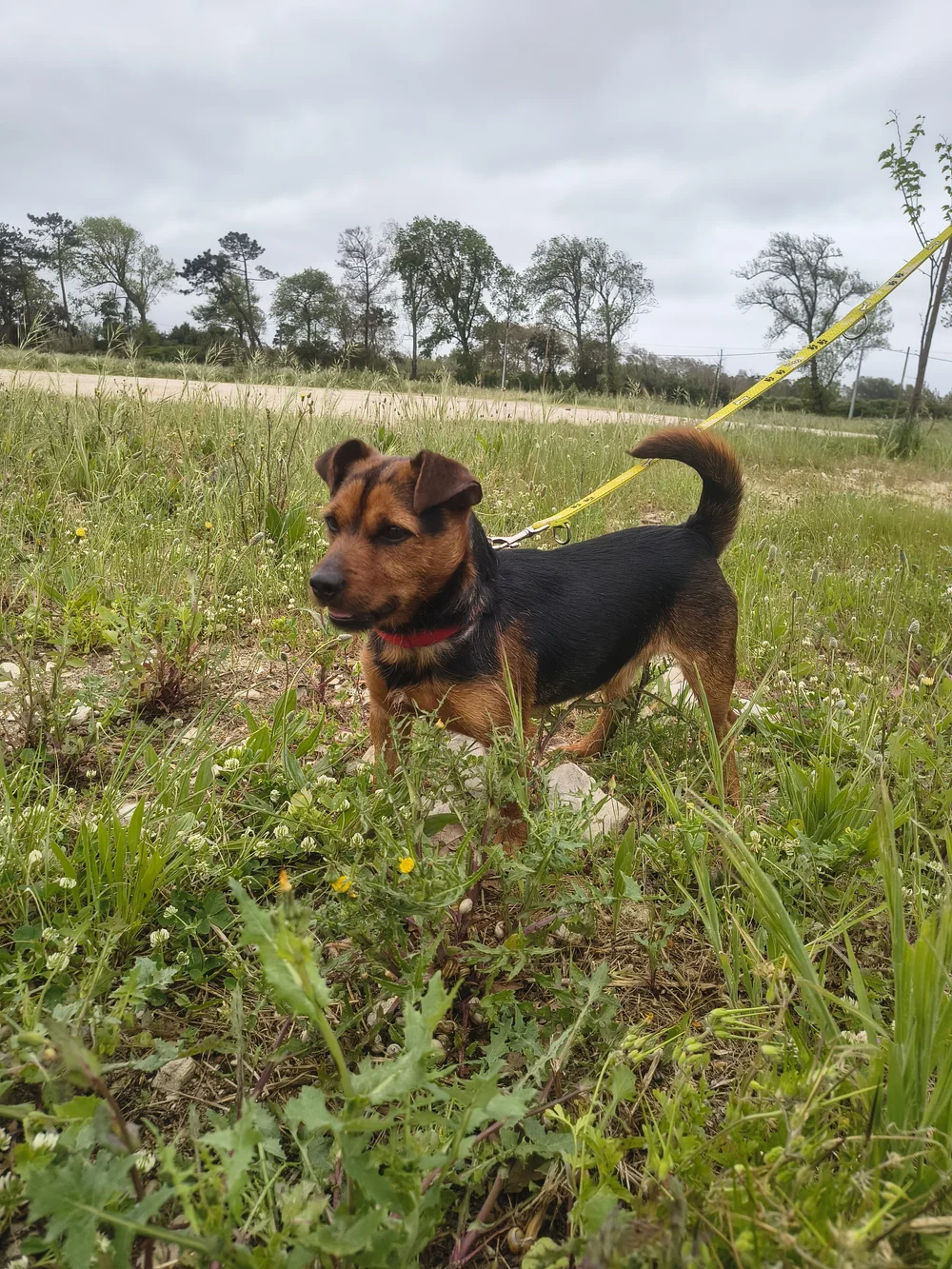 Pipo - Image 21