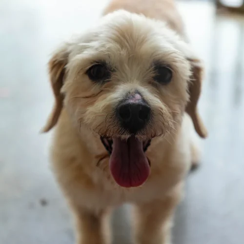 Zito