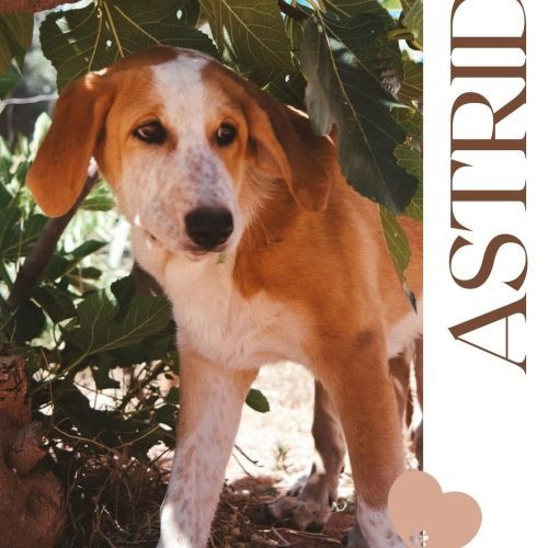 Astrid