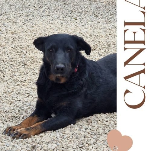 Canela