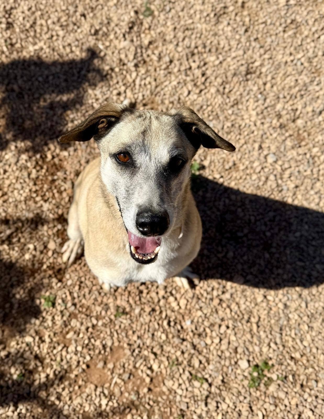 Chico
