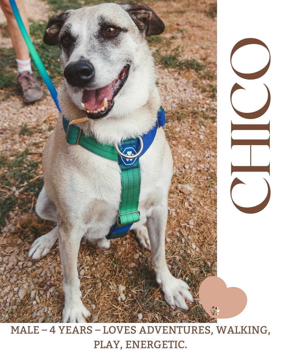 Chico - Image 3