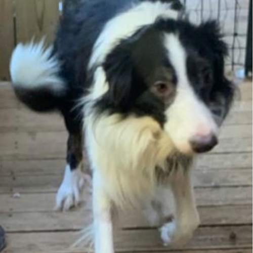 Odin