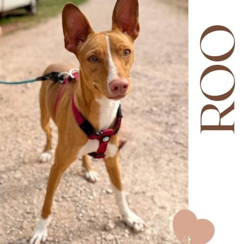 Roo