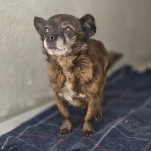Paco