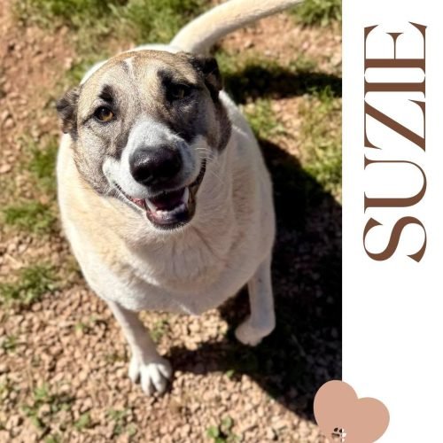 Suzie